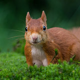 Red squirrels
